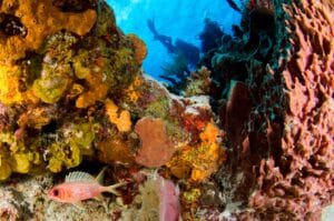 Scuba divers exploring a colorful coral reef underwater
